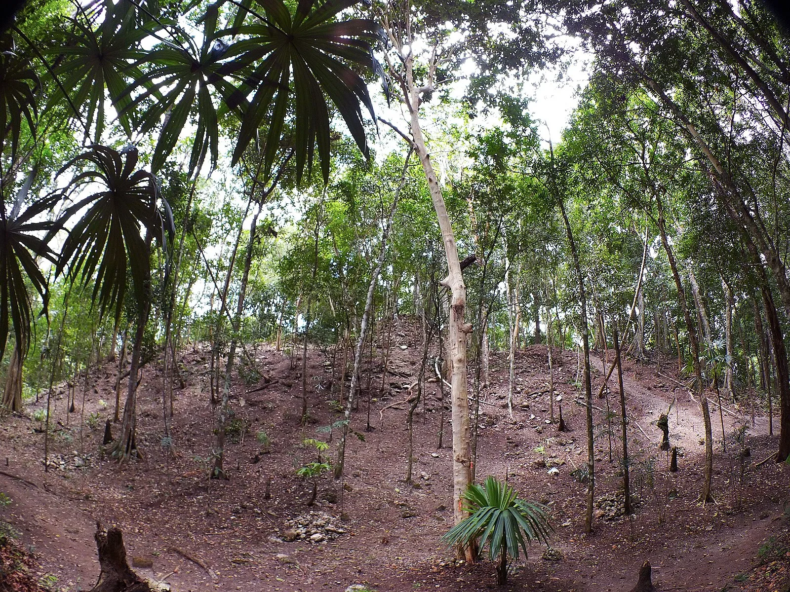 El Tintal